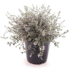 Tecrium Fruticans in Pot 18cm