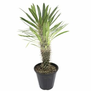 Pachypodium Lamerei in Pot 25cm