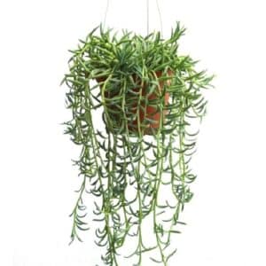 Senecio String of Bananas in Basket 14cm