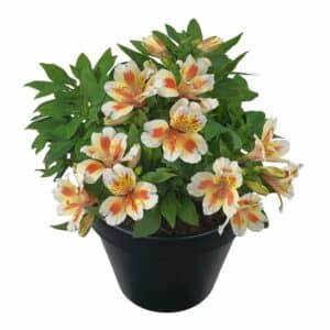 Alstroemeria in Pot 25cm