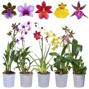 Orchids Mixed in Pot 12cm