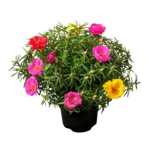Portulaca Grandiflora in Pot