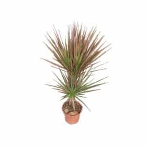 Dracaena Marginata Colorama H30-10cm