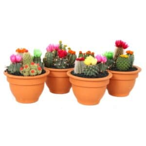 Arrangement in Terracotta Pot 13cm 4x stro disco
