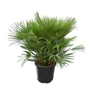 Chamaerops Humilis Compacta in Pot 42cm
