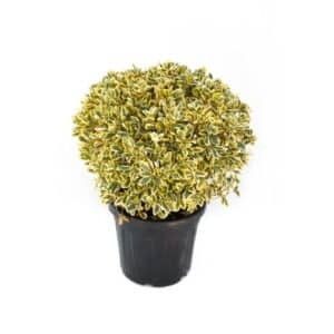 Euonymus Jap. Bravo Clt. 25 Palla