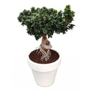 Bonsai Ficus Ginseng 5000gr in Pot 50cm