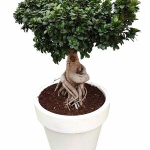 Bonsai Ficus Ginseng 5000gr in Pot 50cm