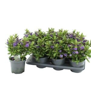 Hebe Matata Blue Kiwi in Pot 15cm