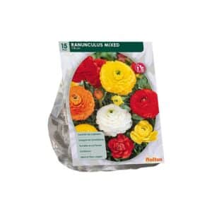 Ranunculus Mix x15 bulbs