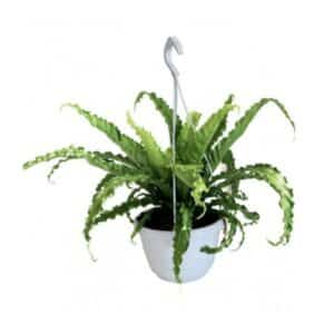 Asplenium Osaka In Basket 18cm