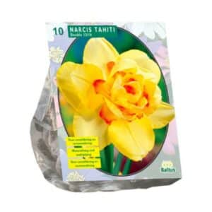 Narcis Dubbel Tahiti X10 Bulbs