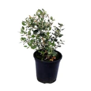 Metrosideros Excelsa in Pot 18cm