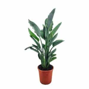 Strelizia Reginae In Pot 18cm
