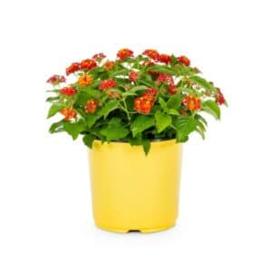 Lantana Compacta Rosso in Pot 15cm