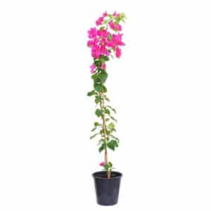 Bougainvillea Harlequin In Pot 17cm H70cm