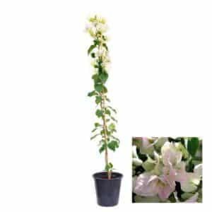 Bougainvillea Jamaica White In Pot 17cm H70cm