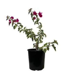 Bouganvillea Rasberry Ice Cesp. In Pot 17cm