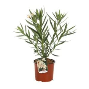 Nerium Oleander Angiolo Pucci in Pot 17cm