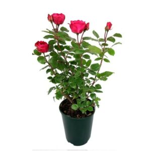 Rosa Chrysler in Pot 17cm