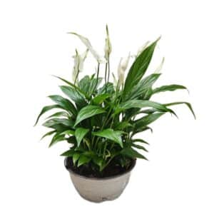 Spathiphyllum In Ciotola 18cm