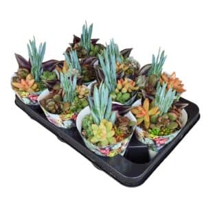 Poker Succulent Arrangement In Pot 10.5cm