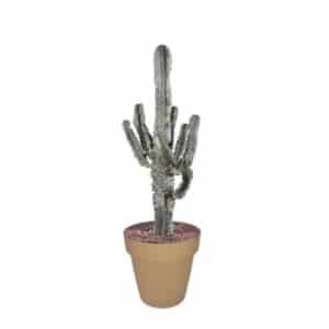 Euphorbia Eritrea Marmorata in Pot 30cm