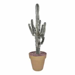 Euphorbia Eritrea Marmorata in Pot 35cm