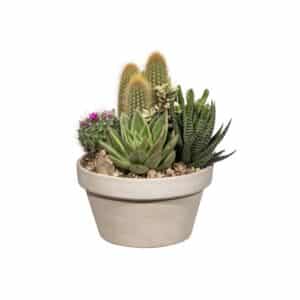 Cactus Arrangement in Basalt Bowl 15cm