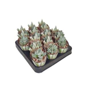 Crassula Tecta in Pot 6.5cm