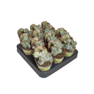 Euphorbia Lactea Crestata White Ghost in Pot 6.5cm