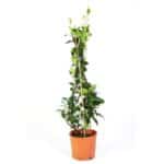 Rhynchospermum in Pot 17cm