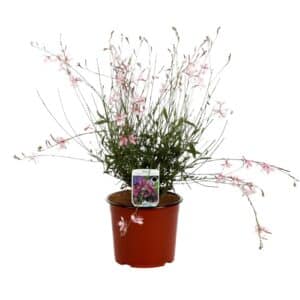 Gaura Lindheimeri in Pot 17cm