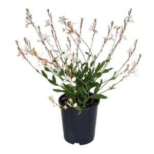 Gaura Lindheimeri Alba in Pot 17cm