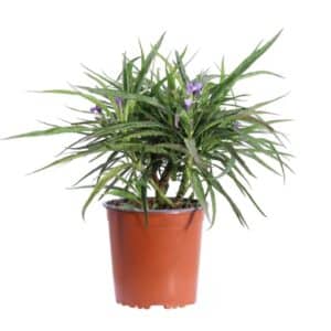 Ruellia Brittoniana Katie in Pot 17cm