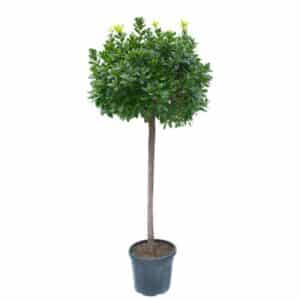 Arbutus Unedo Clt.45 (47cm) M/Fusto Tr.120/140