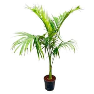 Archontophoenix Alexandrae Clt.25 (37cm)