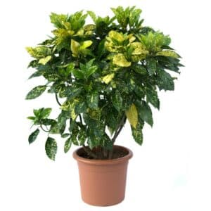 Aucuba Japonica Crotonifolia Lv 15 (32cm) 80/100