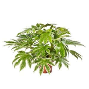 Fatsia Japonica Spider's Web (R) Lv 9 (26cm)