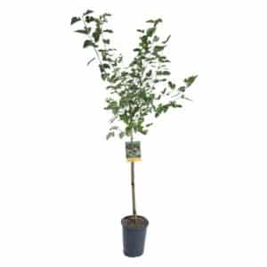 Morus Nigra Clt.15 (32cm) Mezzo Fusto