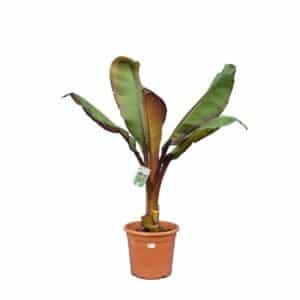 Musa Ensete Maurellii in Pot 30cm (Clt.12)