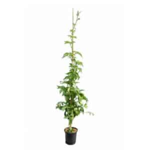Parthenocissus Quinquefolia in Pot 19cm (Clt.3)