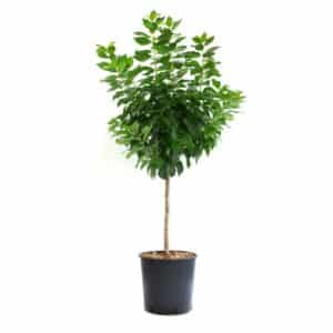 Prunus Avium (Ciliegi) Nani Clt.10 (28cm) Mini Alb