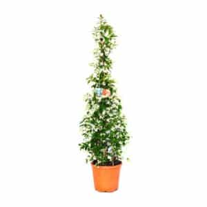 Trachelospermum Jasminoides Clt.10 (28cm) 200/Cm