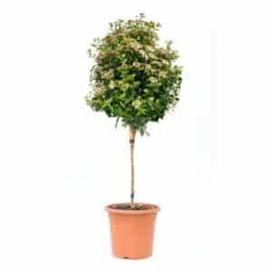 Viburnum Tinus Eve Price in Pot 47cm Mezzo Fusto