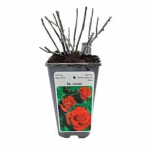 Rose - Mister Lincoln