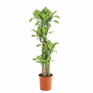 Dracaena Massangeana H30/60/90/120 in Pot 35cm
