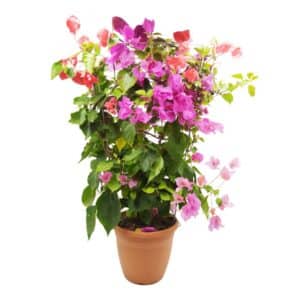 Bougainvillea Spalliera Tricolour in Pot 19cm