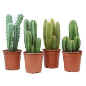 Cactus Canarias in Pot 20cm H45cm