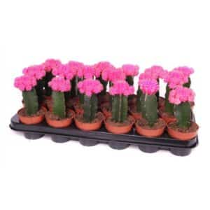 Gymnocalycium Graft Pink Pot 8.5cm